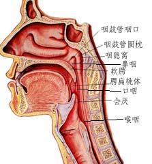 “咽”字有哪几种读音？