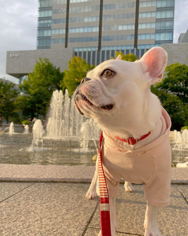 法国斗牛犬的特点。