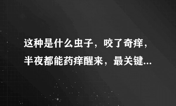 这种是什么虫子，咬了奇痒，半夜都能药痒醒来，最关键两个蛋蛋哪里咬的多，像蚊子叮了一样，每天洗澡。