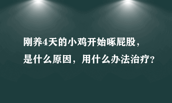 刚养4天的小鸡开始啄屁股，是什么原因，用什么办法治疗？