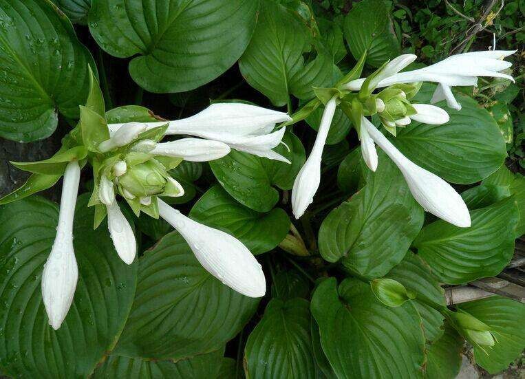 北京适合种植什么花？