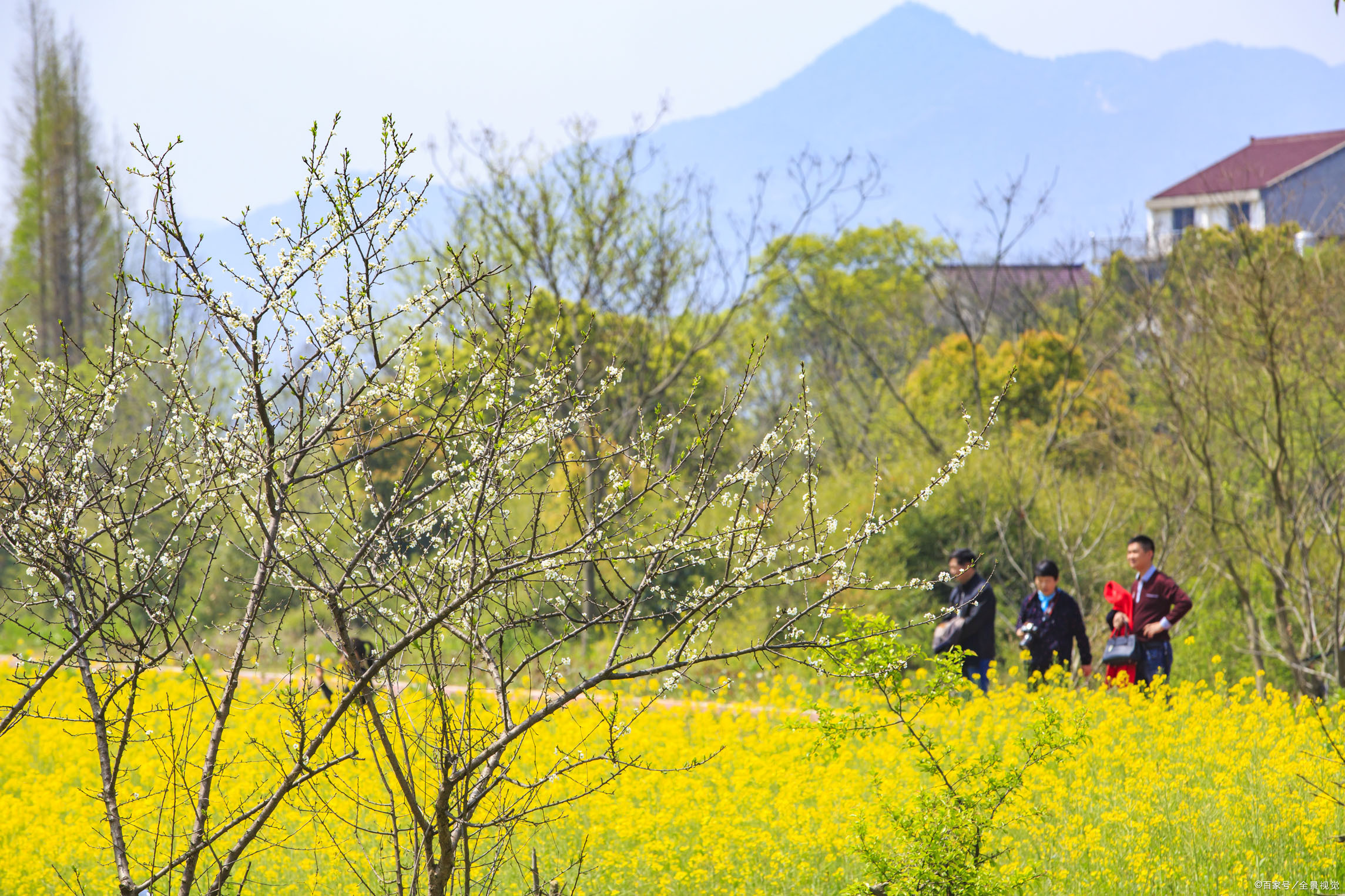 梦见花是什么意思