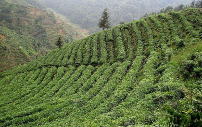 如何解读“扬子江中水，蒙山顶上茶”句？