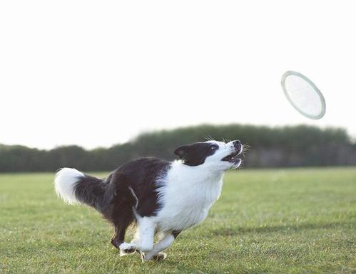 牧羊犬滑滑板下30级楼梯，它有没有经过训练呢？