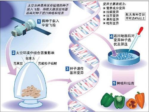 杂交育种和诱变育种有哪些优点和不足