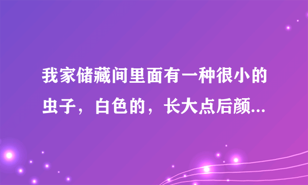 我家储藏间里面有一种很小的虫子，白色的，长大点后颜色就深了，我觉得他们很喜欢纸张，是什么虫子，怎么