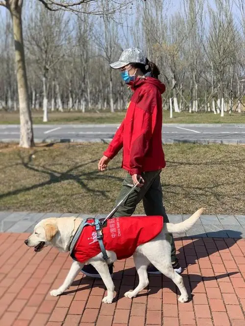 被人顺走的导盲犬已寻回，是从派出所接回，是良心发现而送回的吗？