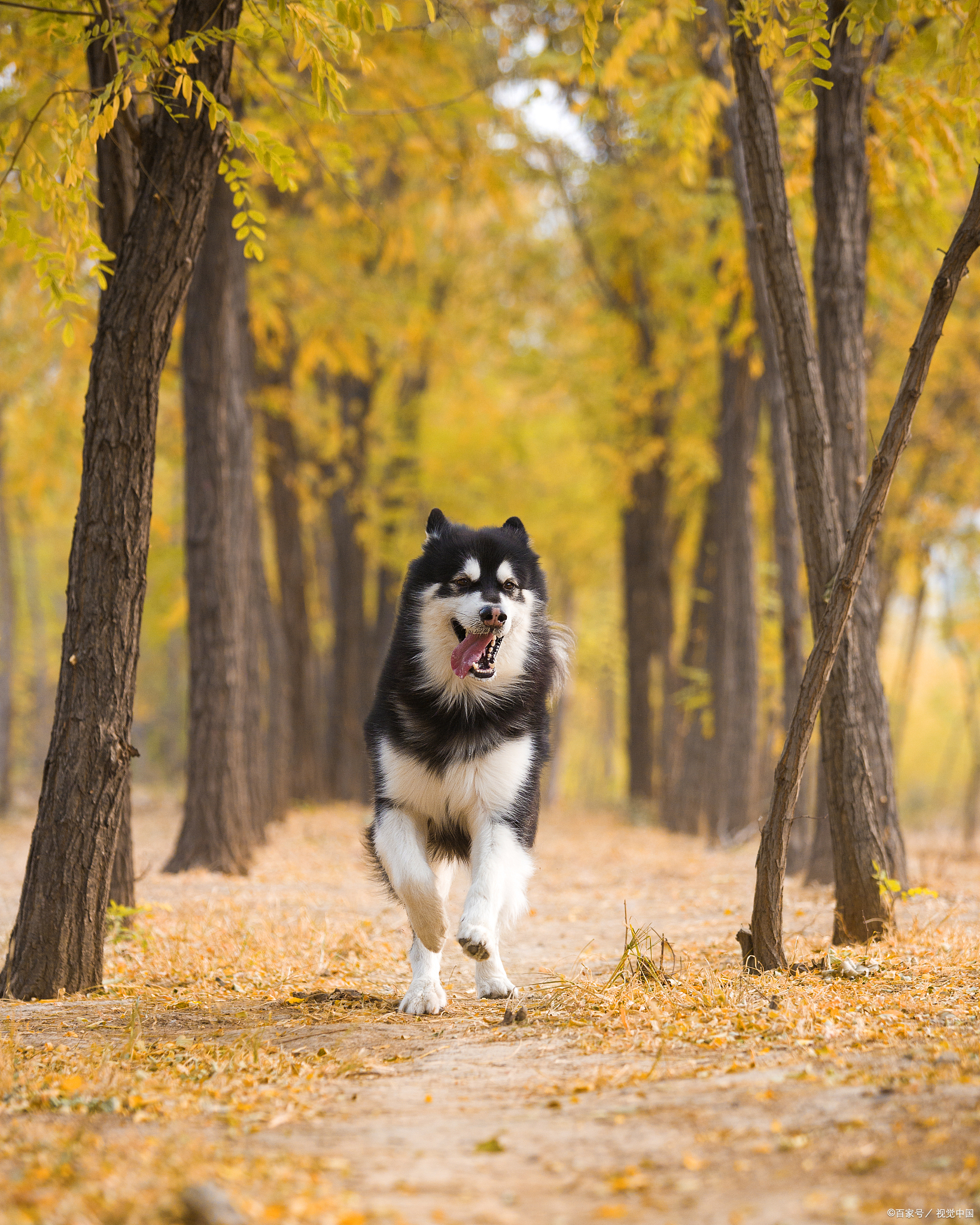 阿拉斯加犬怎么养？知道熟知哪四点能让你简单饲养吗？