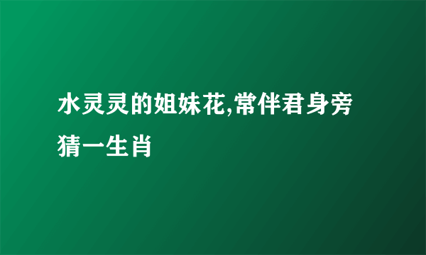 水灵灵的姐妹花,常伴君身旁猜一生肖