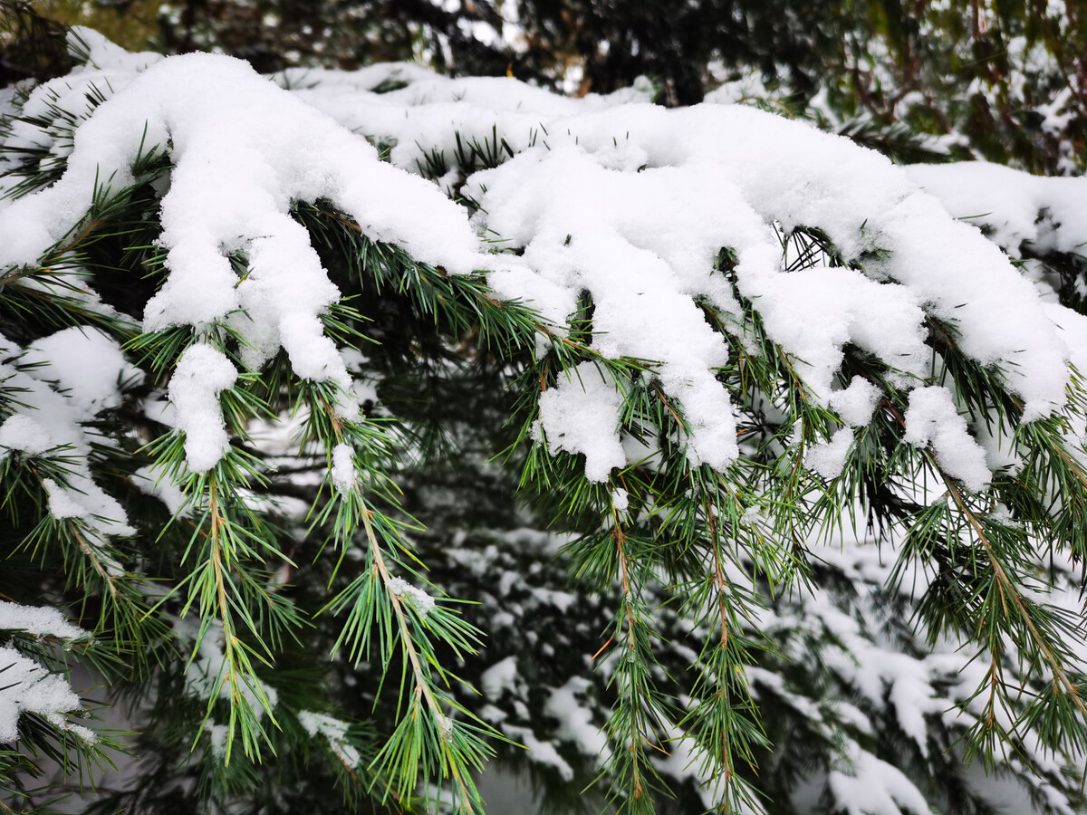 东北本轮降雪是否有极端性？本轮降雪为何积雪厚度深？