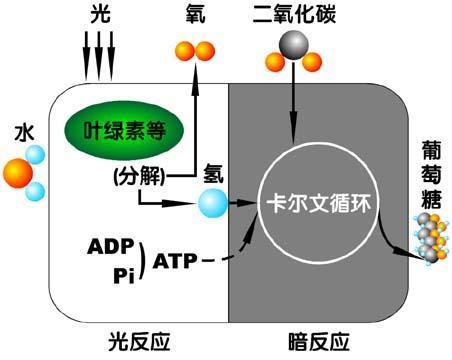 光反应的过程