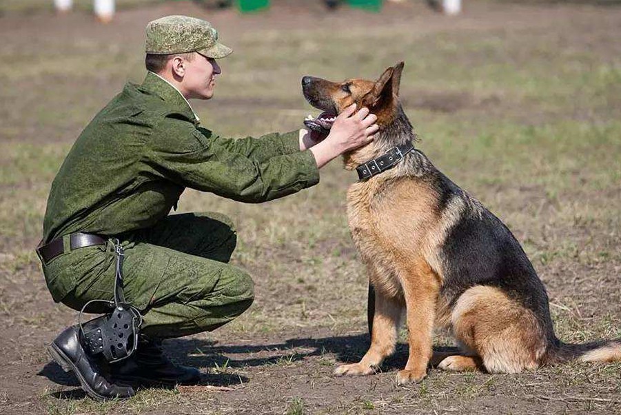 《军犬黑子》主要内容