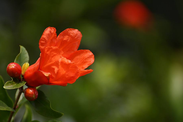 石榴花开花像什么