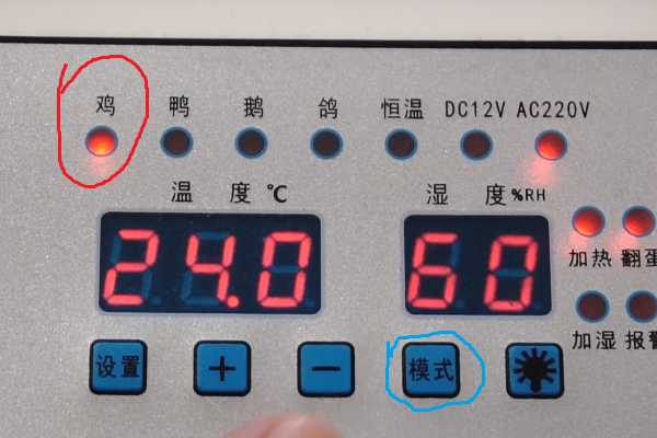 用孵化器孵化小鸡的全部过程