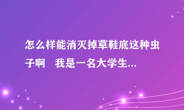 怎么样能消灭掉草鞋底这种虫子啊   我是一名大学生  宿舍里出现了这种虫子  很恐怖   都不想在