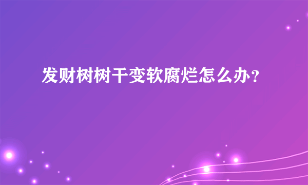 发财树树干变软腐烂怎么办？