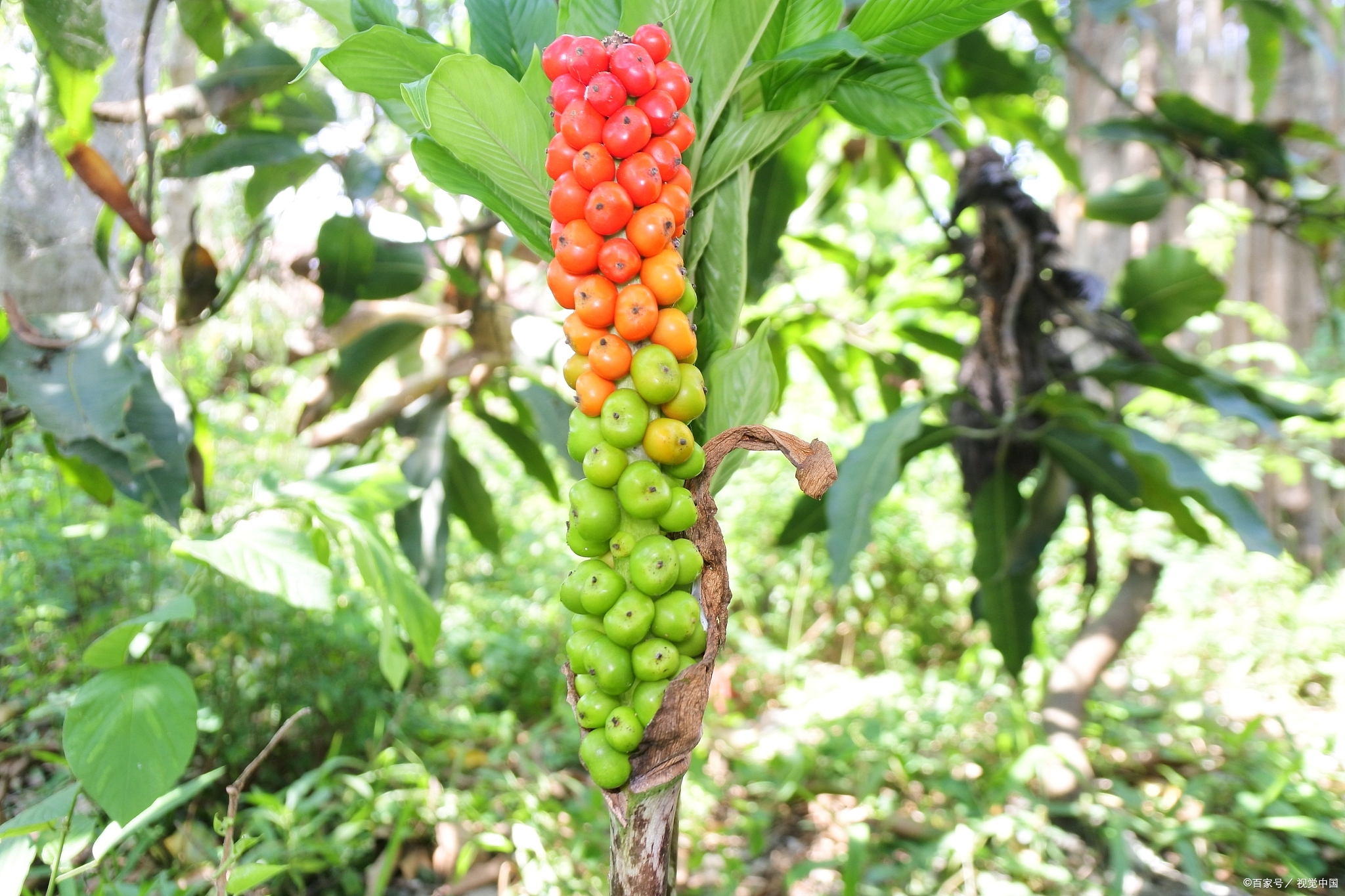 珠芽魔芋的种植方法有哪些？