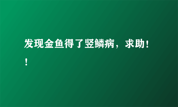 发现金鱼得了竖鳞病，求助！！