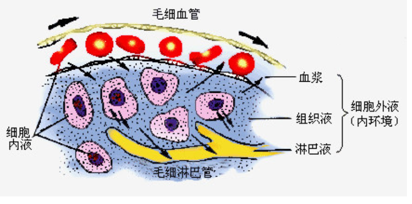 体液是什么