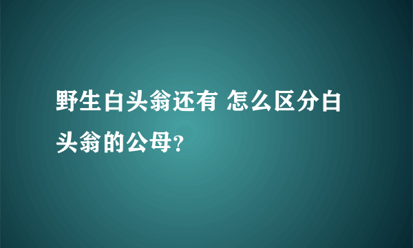 野生白头翁还有 怎么区分白头翁的公母？