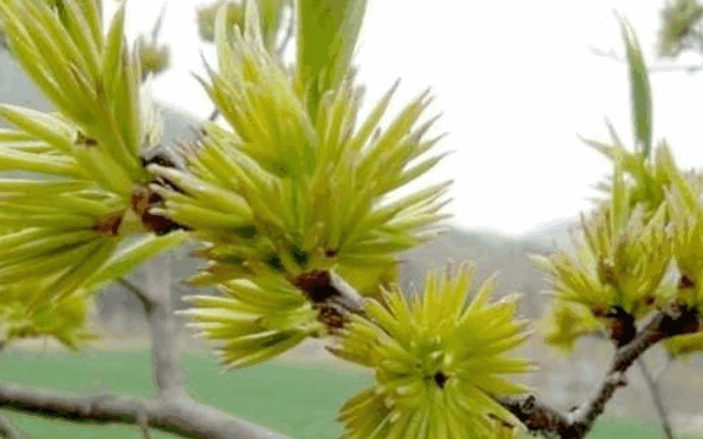 杜仲雄花茶的功效